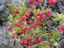 Vaccinium reticulatum
