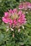 Cleome gynandra