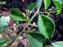 Olax imbricata