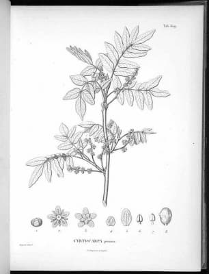 Cyrtocarpa procera