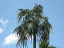 Coccothrinax argentata
