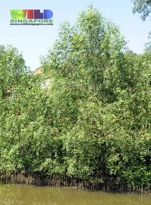 Sonneratia caseolaris