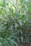 Alpinia officinarum