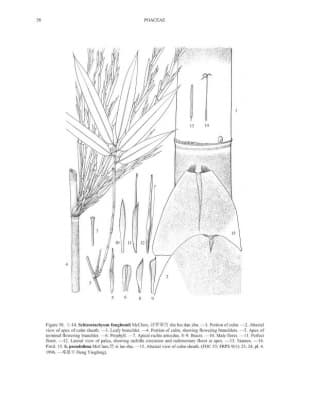 Schizostachyum funghomii