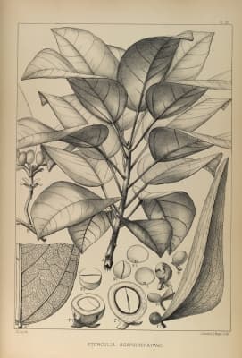 Scaphium scaphigerum