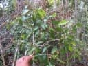 Syzygium acuminatissimum