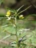 Ludwigia octovalvis