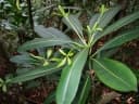 Ochrosia compta