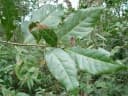 Nectandra cissiflora