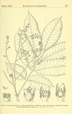 Canarium denticulatum