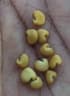 Crotalaria verrucosa