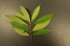 Cratoxylum arborescens