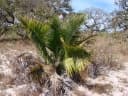 Attalea geraensis