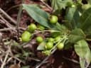 Psidium firmum
