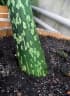 Amorphophallus muelleri