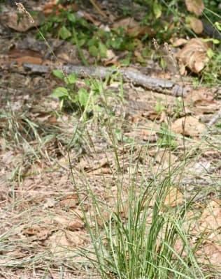 Eulaliopsis binata