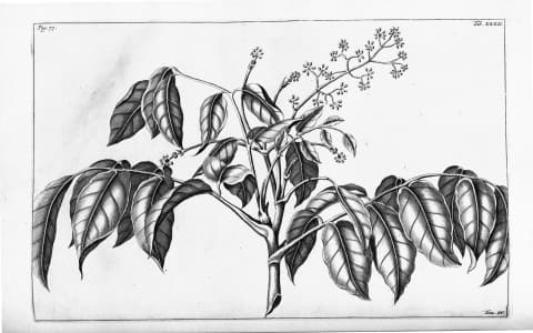 Polyscias cumingiana