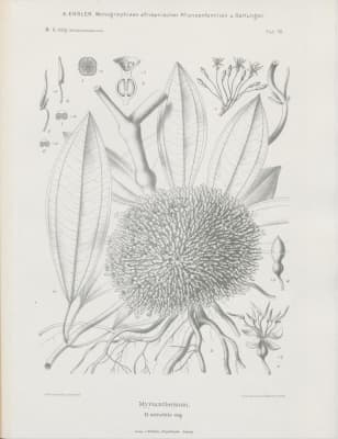 Medinilla mirabilis