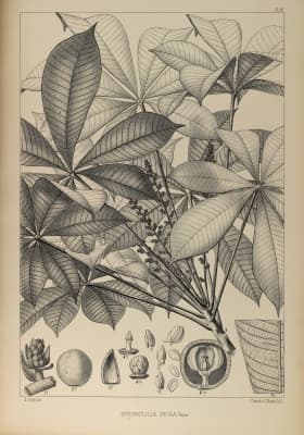 Sterculia pexa
