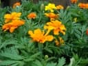 Tagetes erecta