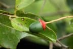 Ocotea veraguensis