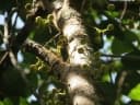 Baccaurea nanihua