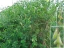 Crotalaria incana