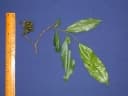 Guatteria lucens