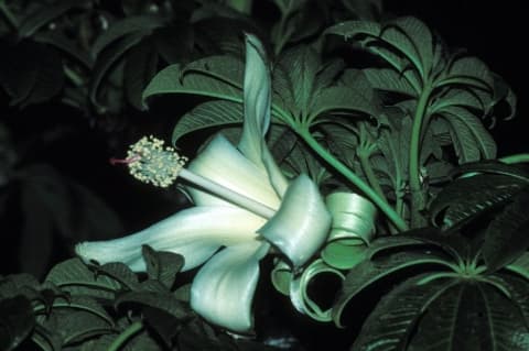 Adansonia perrieri