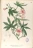 Merremia tuberosa