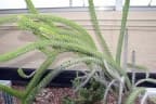 Alluaudia procera