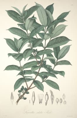 Lacmellea edulis