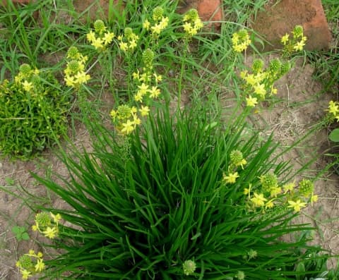 Bulbine abyssinica