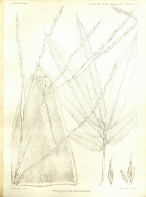 Schizostachyum dullooa