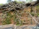 Ficus ingens