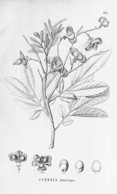 Cupania platycarpa