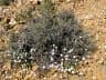 Thesium lineatum