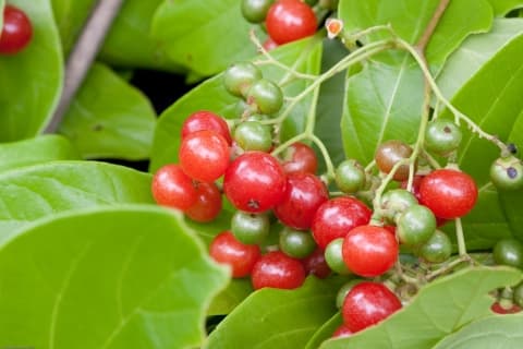 Cordia collococca