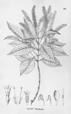 Alseis floribunda