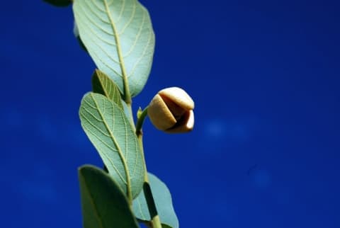 Annona stenophylla