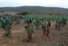 Opuntia cochenillifera