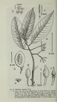 Myristica argentea
