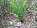 Zamia integrifolia