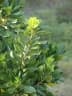 Pittosporum viridiflorum