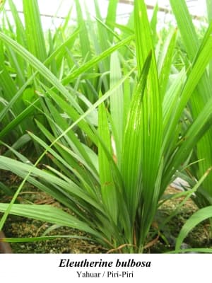 Eleutherine bulbosa