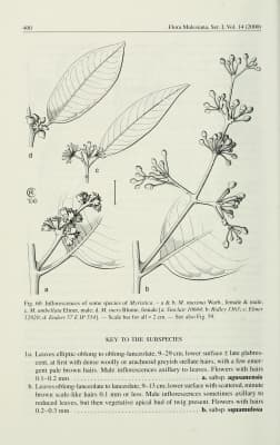 Myristica maxima