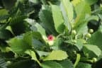 Dillenia philippinensis