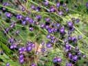 Dianella longifolia