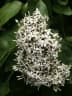 Ixora chinensis