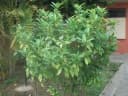 Thevetia ahouai
